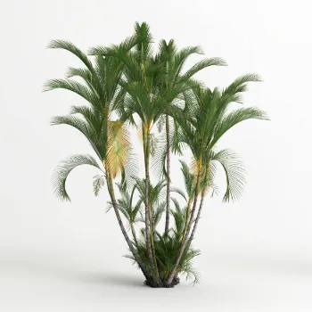 Areca Palm Plant